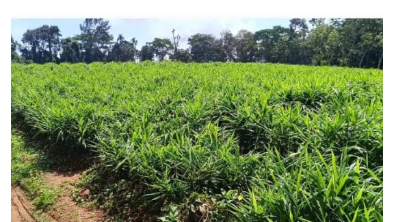 ഇഞ്ചി വില കുത്തനെ കൂപ്പുകുത്തി;പ്രതിസന്ധിയിലായി വിളവെടുപ്പ്