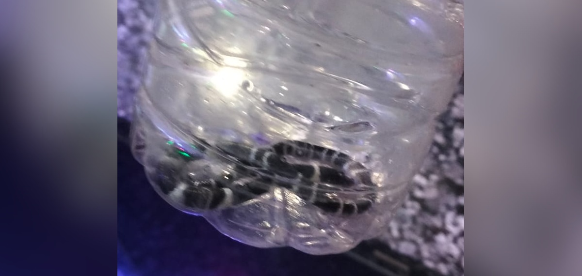 പാമ്പു കടിയേറ്റു മരിച്ച അൽജോയുടെ വീട്ടിൽ നാലാം ദിനവും പാമ്പ്; ഒന്നല്ല, രണ്ട്; വീടിന്റെ തറ പൊളിക്കും