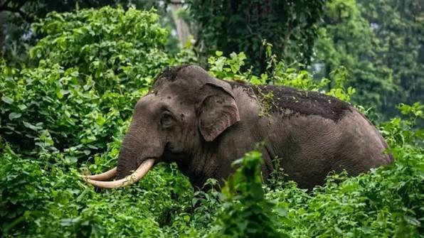ബത്തേരി പഴേരിയിൽ കാട്ടാന ആക്രമണം; യുവാവിന് പരിക്ക്